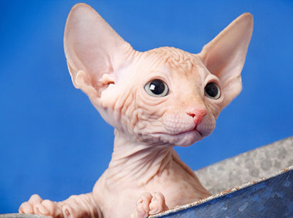 Sphynx