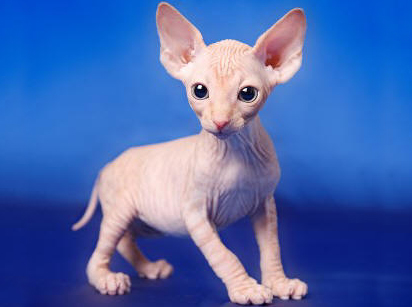 Sphynx